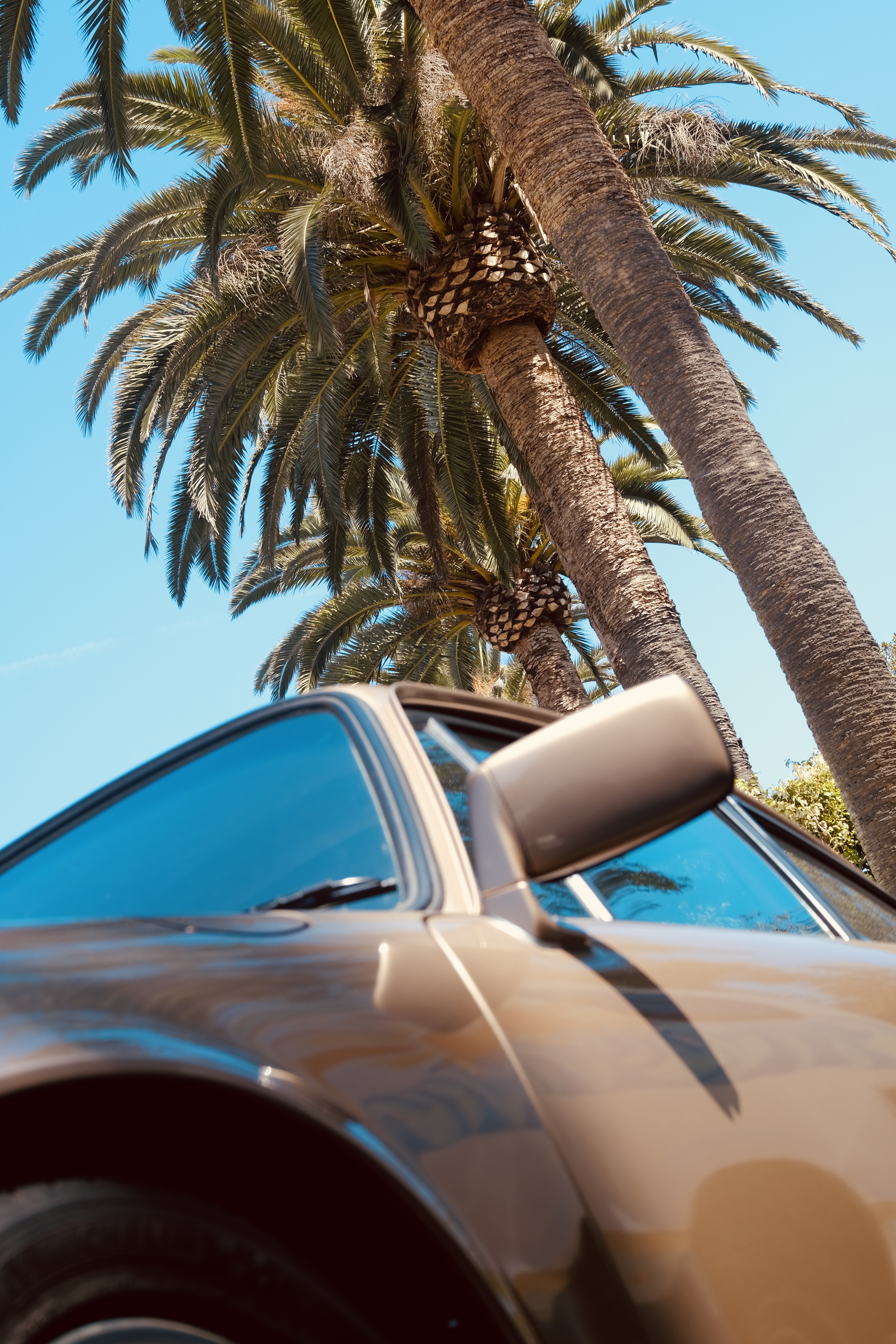 BEACH PALMS