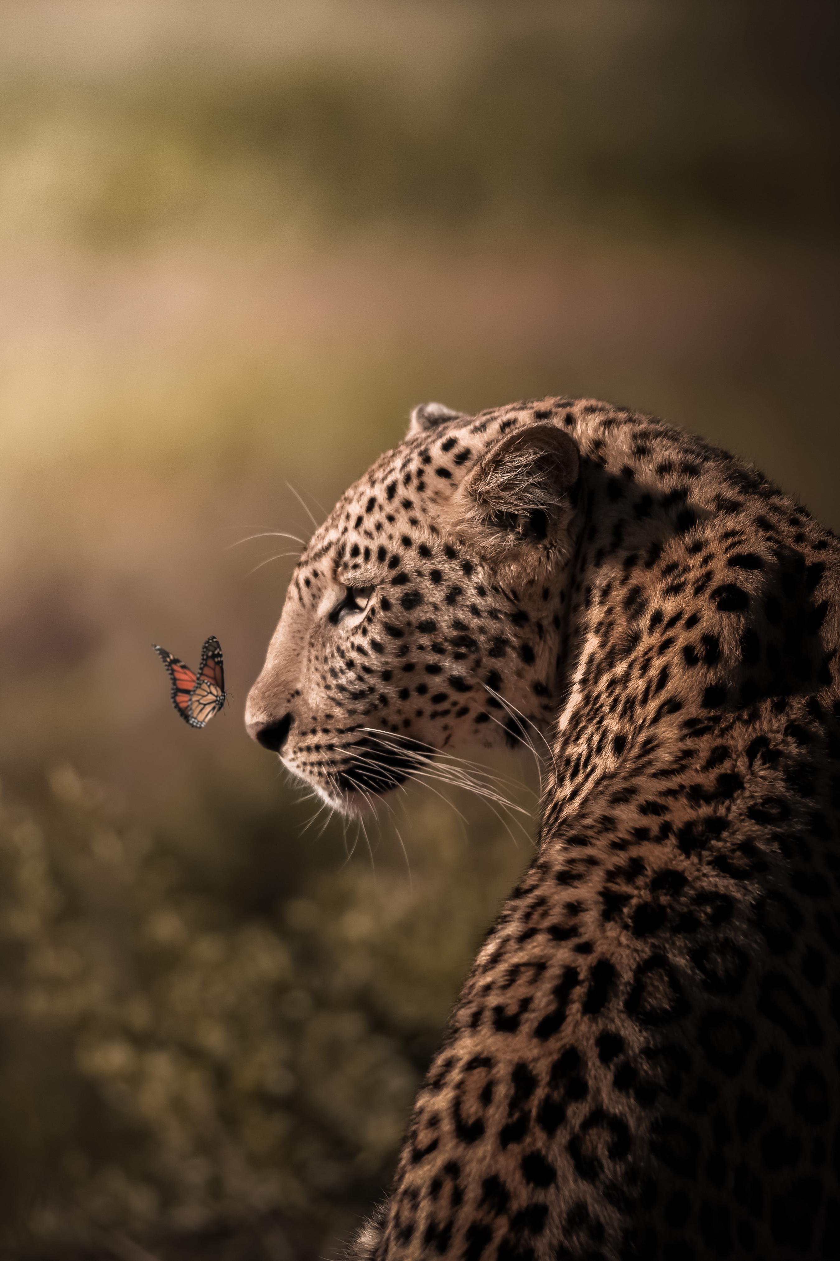 LEOPARD CHILL
