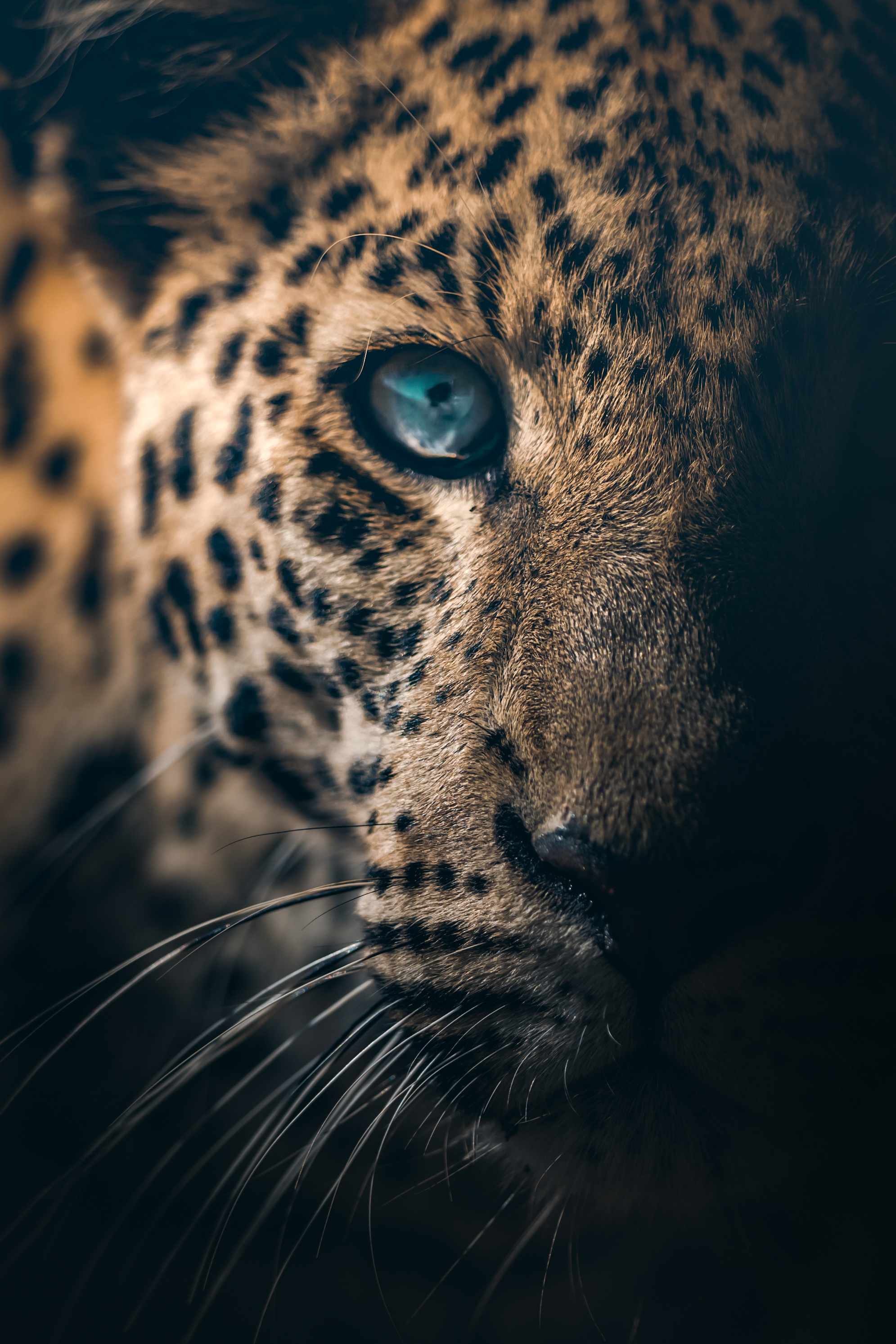 LEOPARD FACE