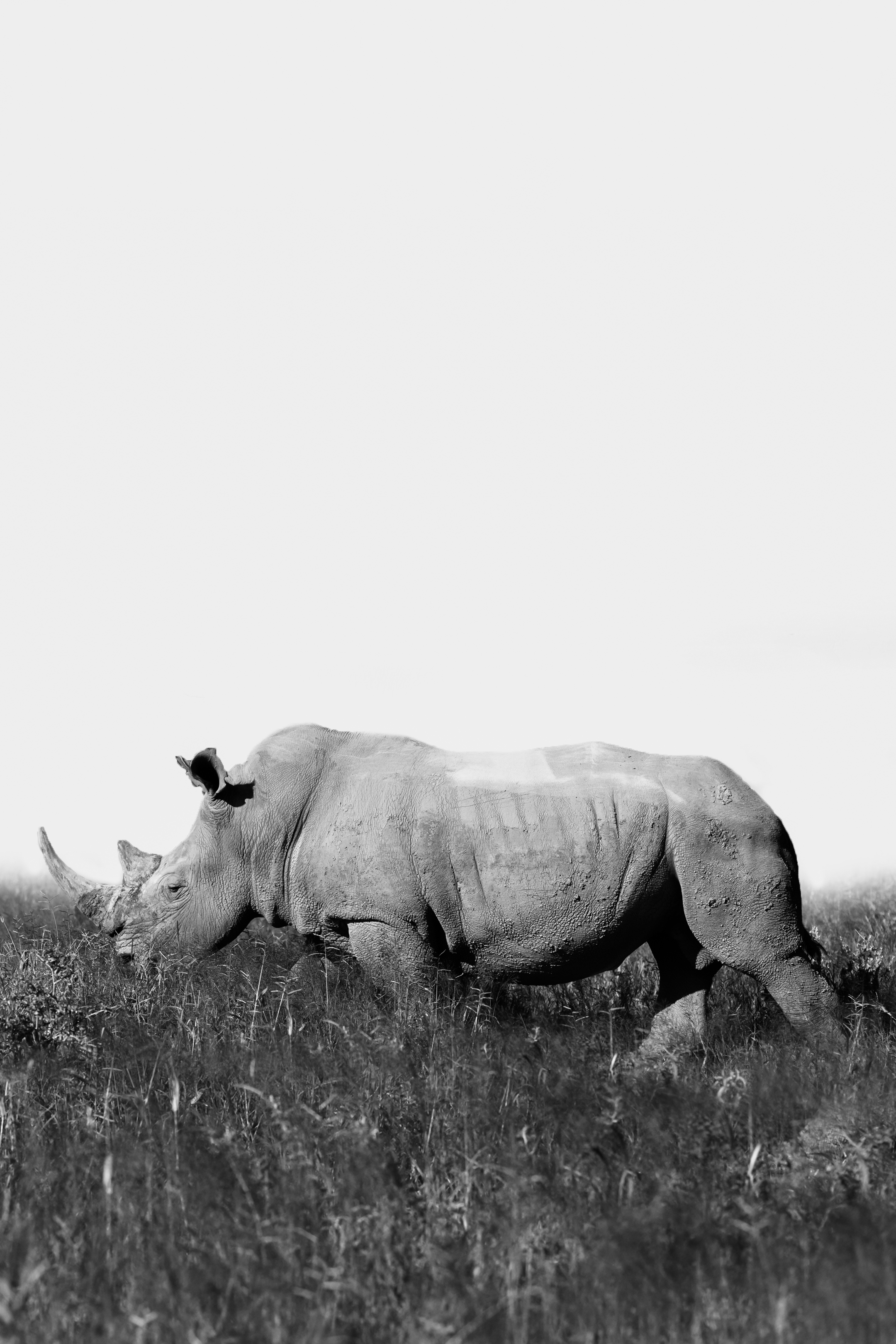 RHINOCEROS