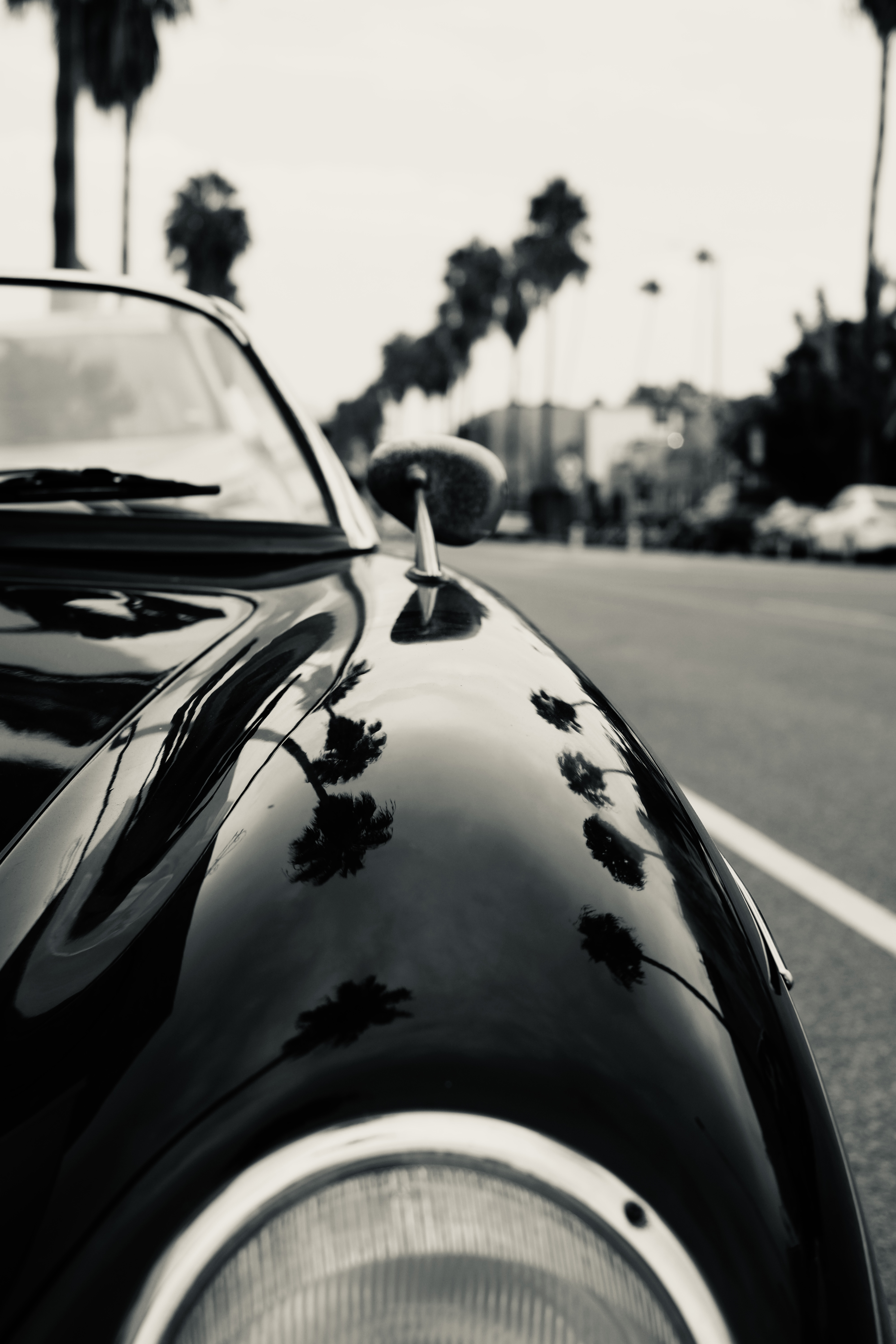 VENICE BEACH PALMS