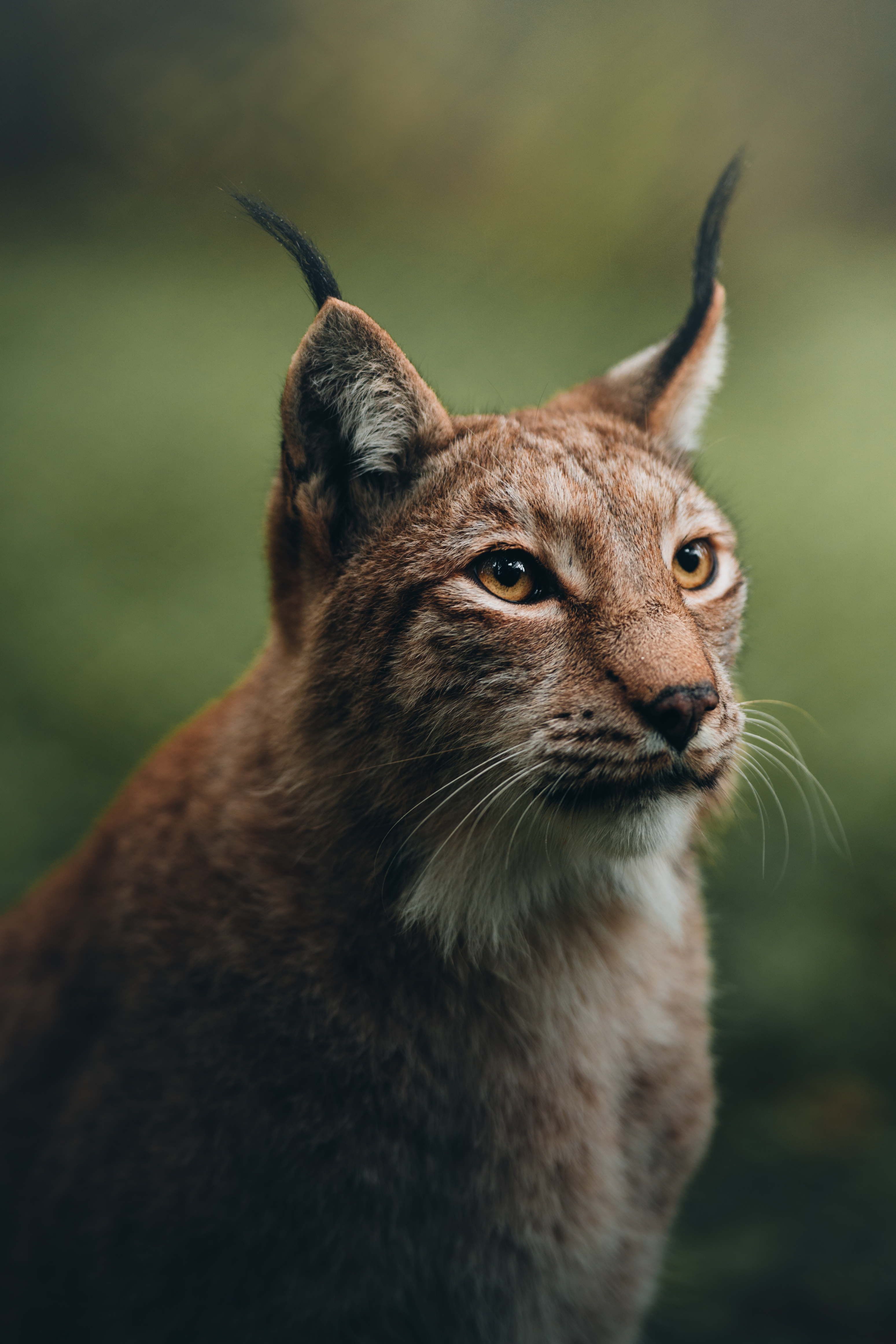 LYNX