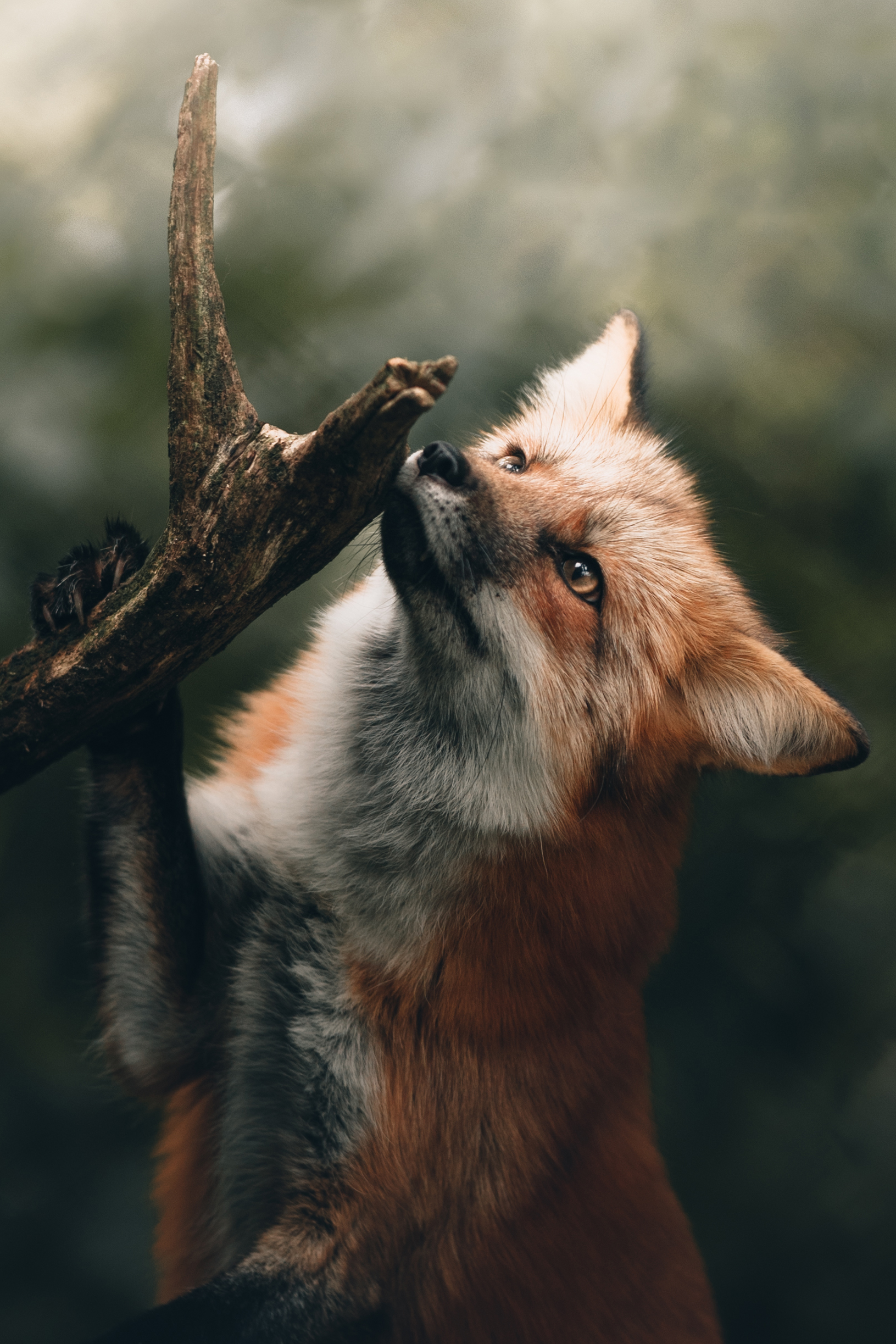FOX
