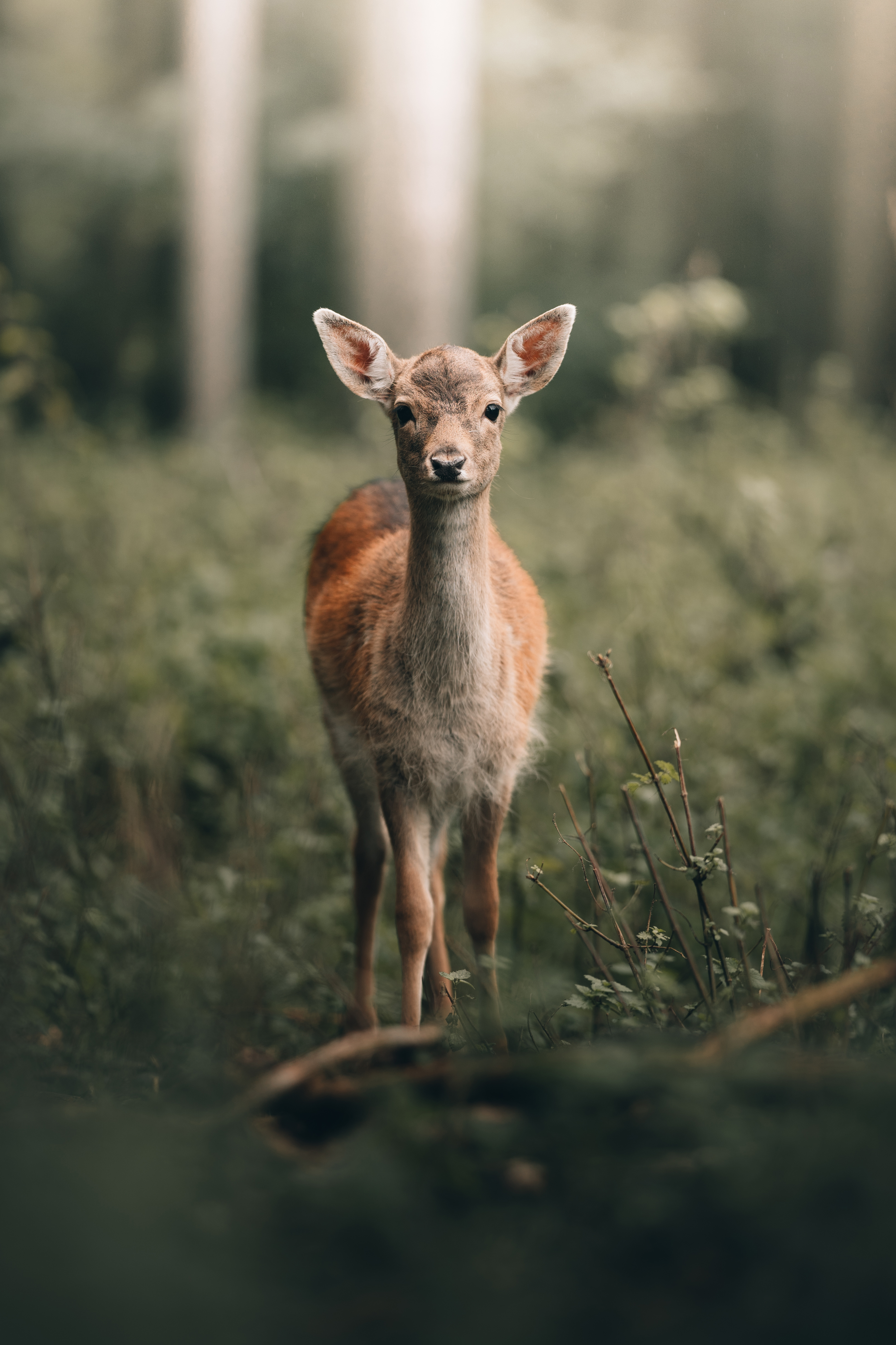 BAMBI