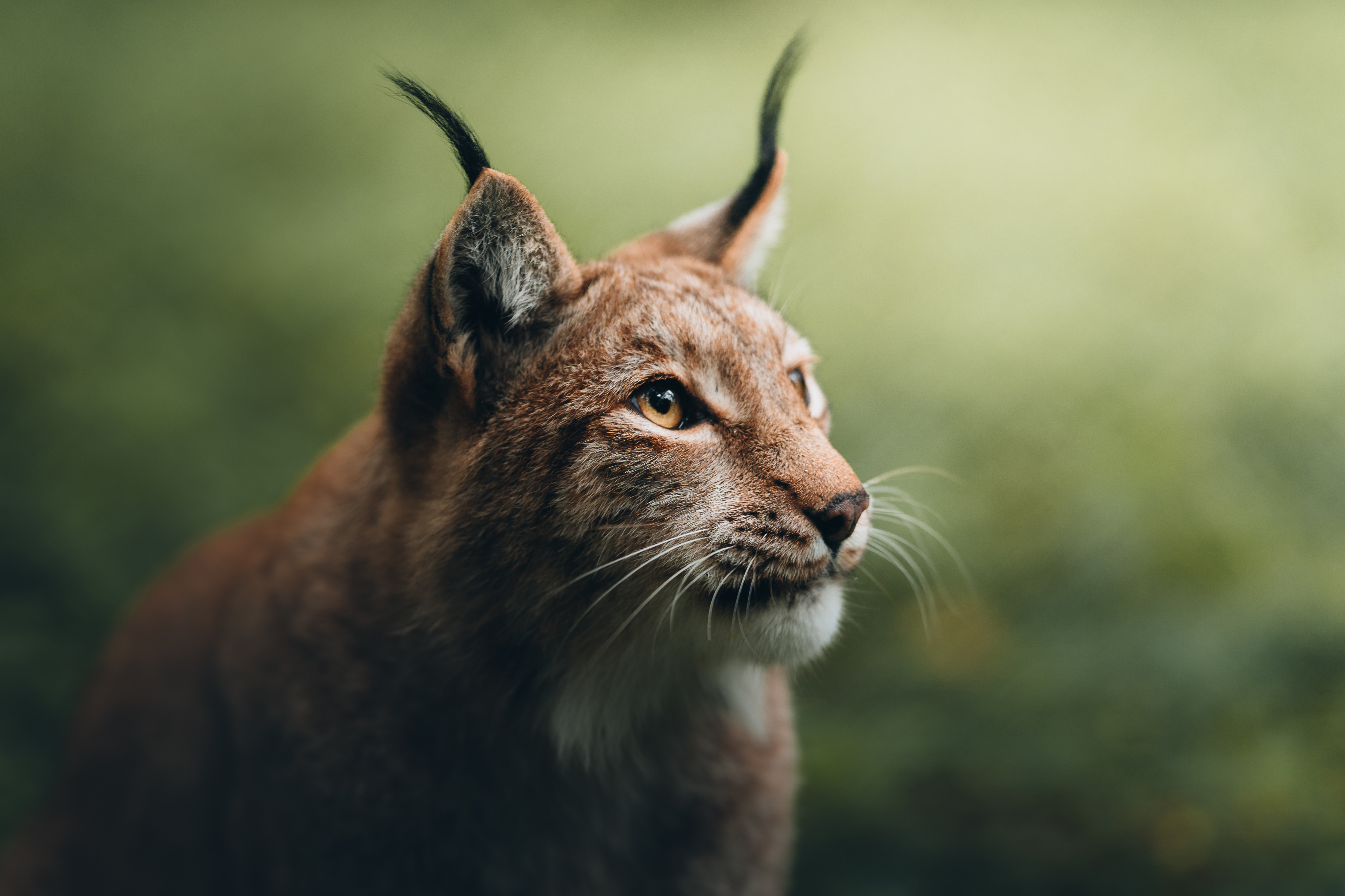 LYNX II