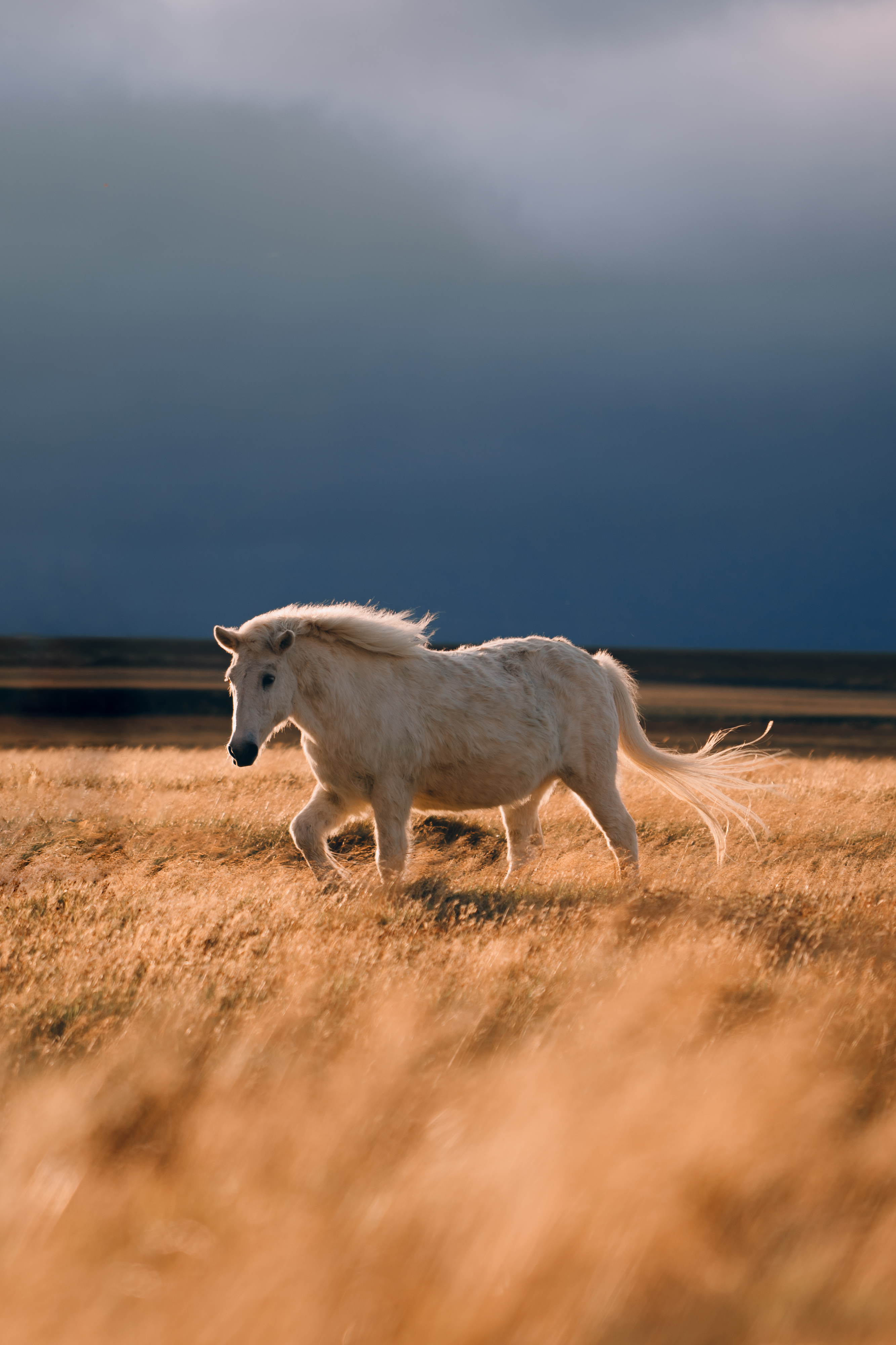 HORSE